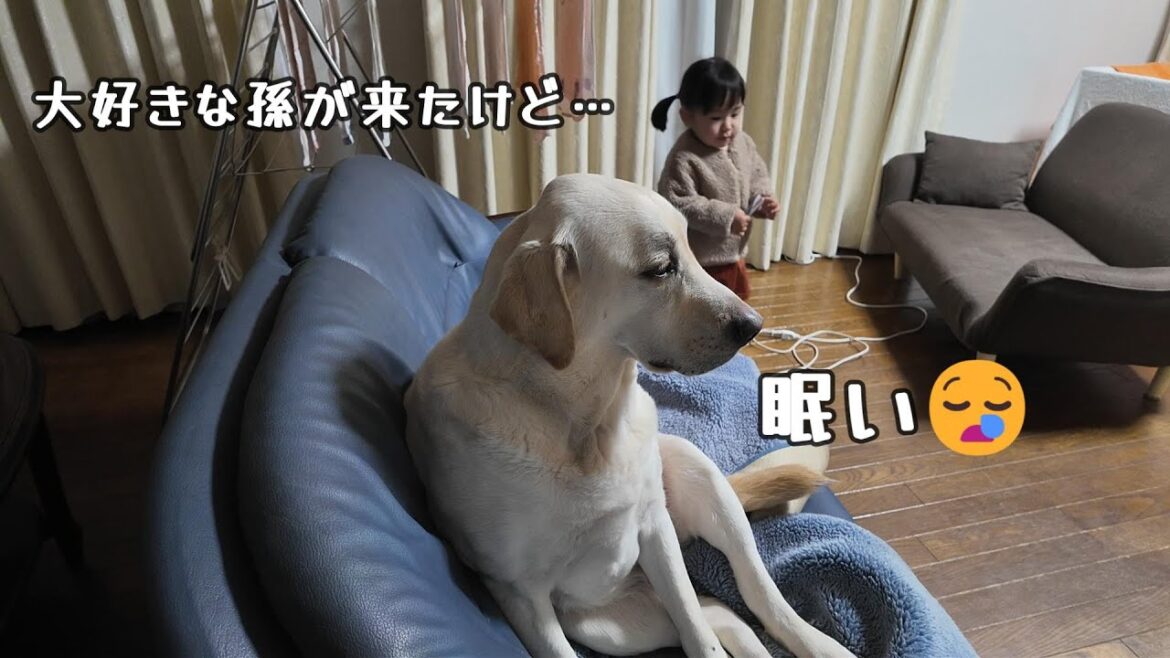 大好きな孫が来たけど…眠い😪です…：ラブラドールレトリーバー