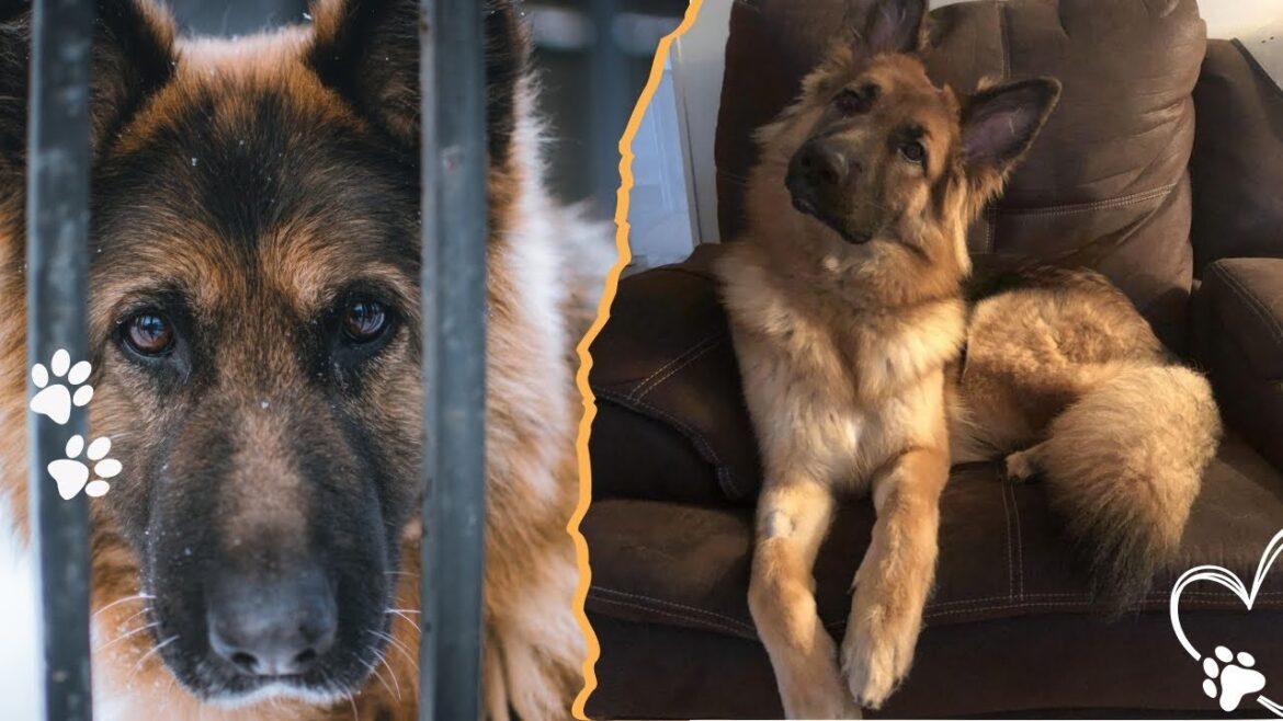 If you don’t know these 3 tips, your German Shepherd might become unmanageable If you don’t know these 3 tips, your German Shepherd might become unmanageable