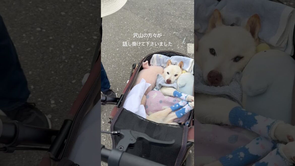 2024年4月初めのドナドナお散歩先での賢殿〜沢山の犬仲間や優しい方々と出会えました#shorts #賢殿