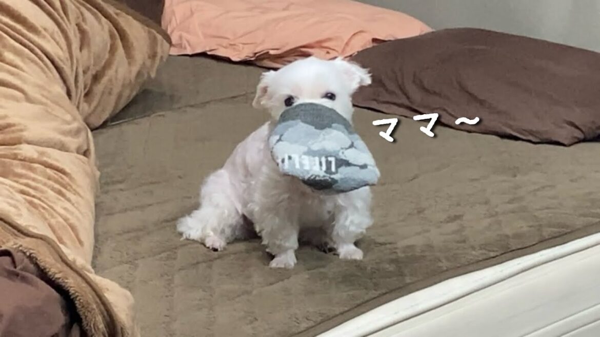 愛犬が無言で見つめてくる理由に胸が締め付けられました…