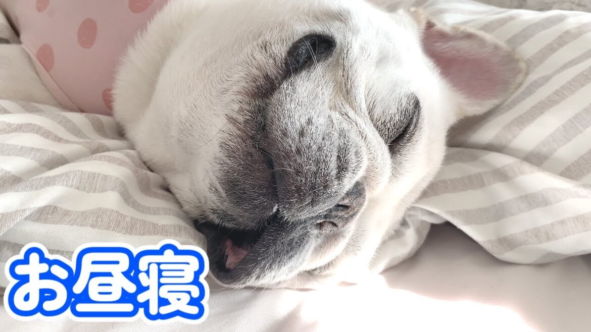 毎日が平和なぽーちゃん【フレンチブルドッグ frenchbulldog】