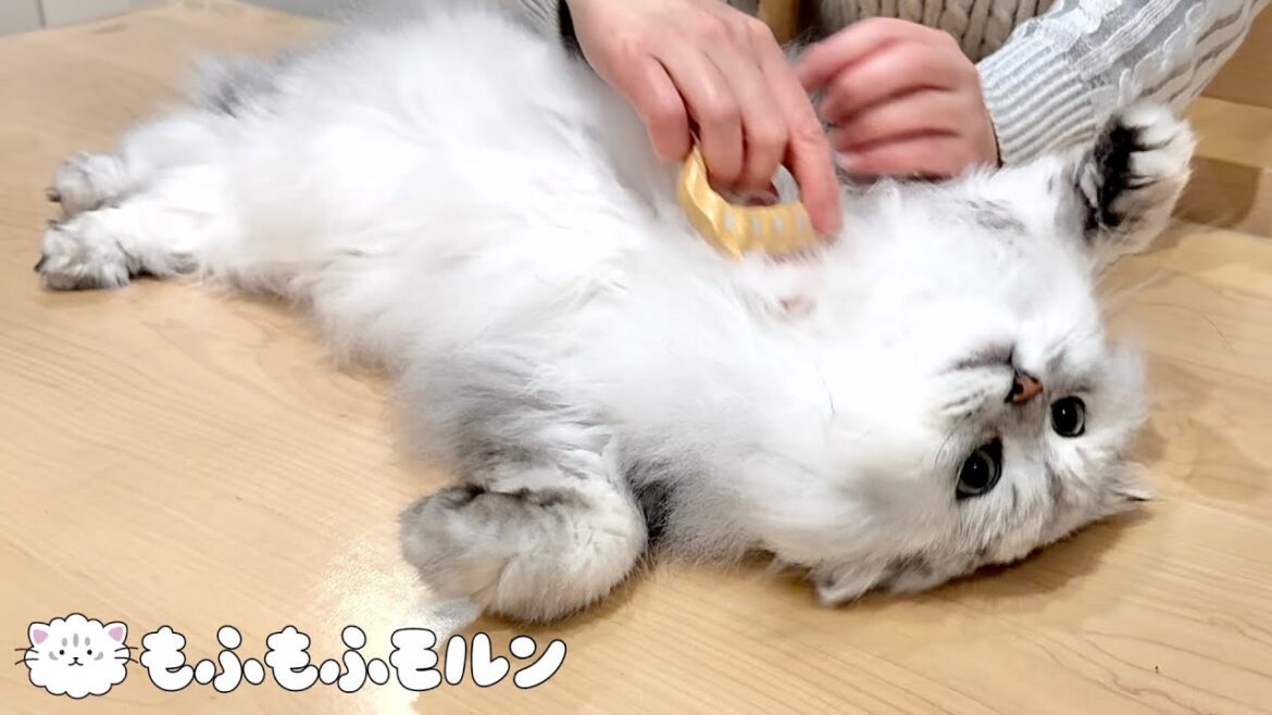 猫のひらきができたと思ったら… 【サイベリアン】