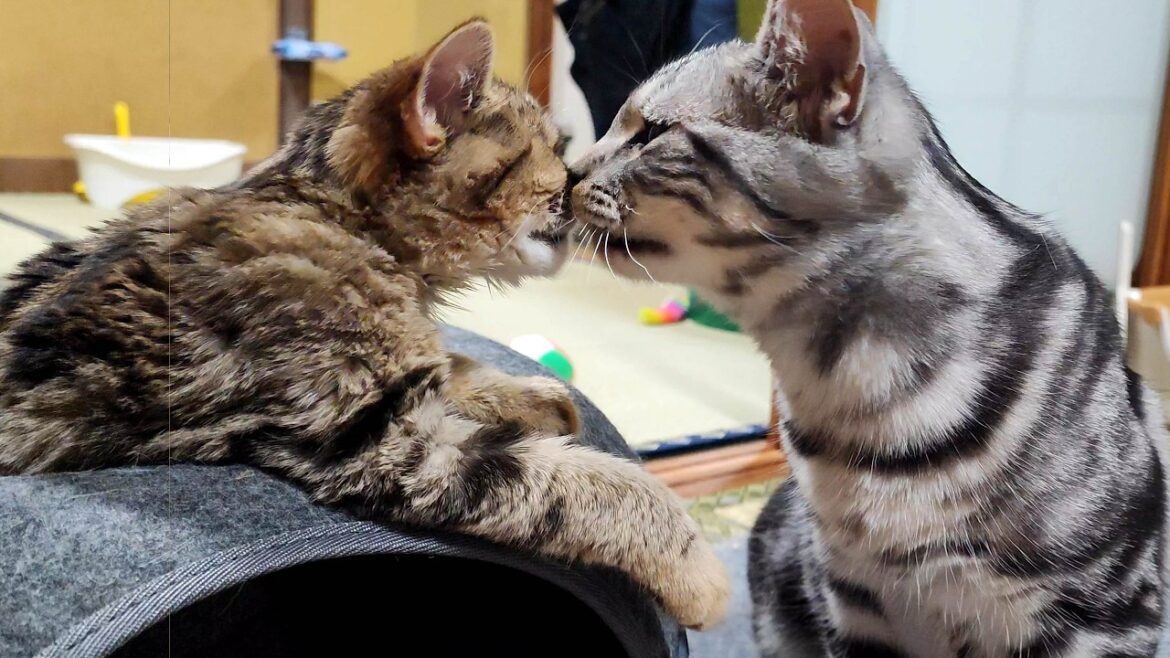 わずか2ヵ月で体重1.5kg増のマンチカン子猫！アメショー子猫が調子に乗りすぎ→反省がたまらない😂