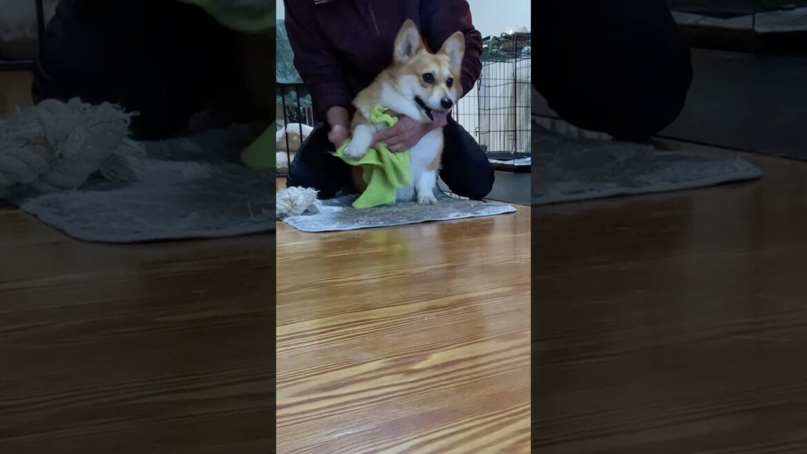 体を拭かれるコーギー / The Corgi is being towel-dried #コーギー #corgi #サクラ
