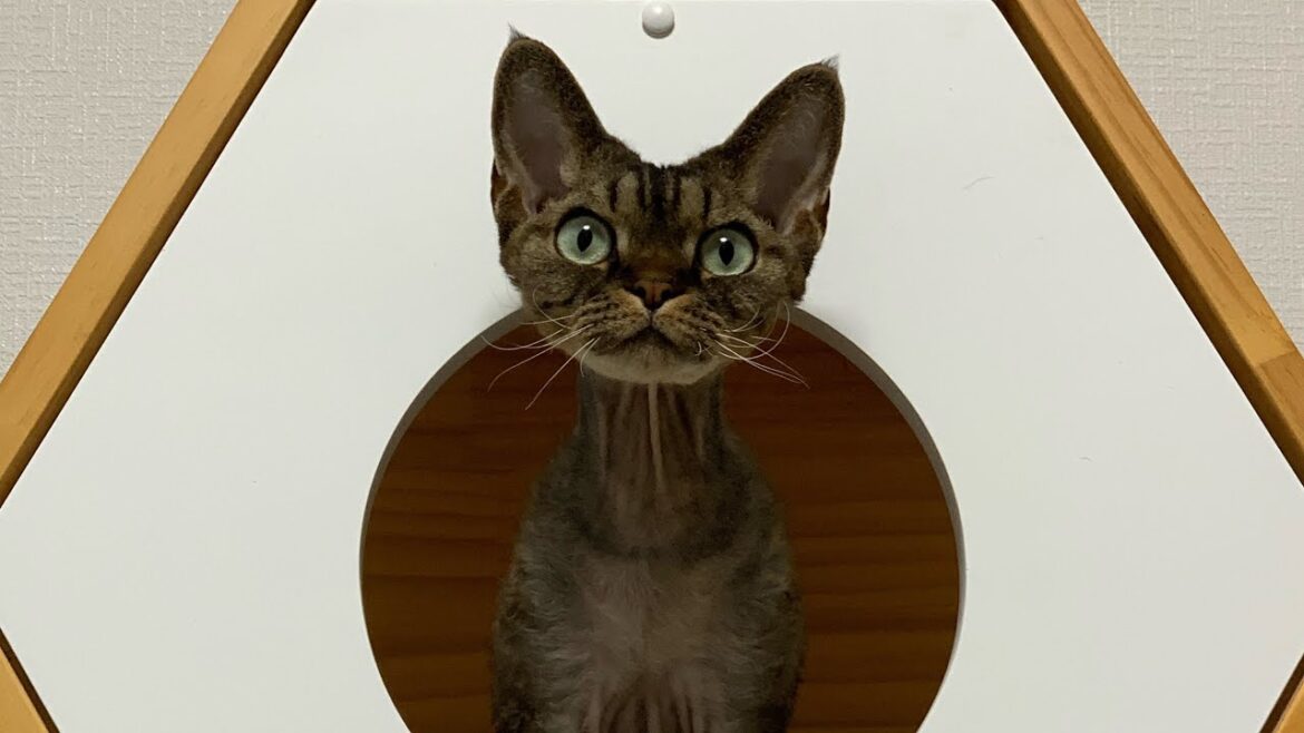 デボレックス兄弟の最近の癒しの写真集です(A collection of recent photos of Devon Rex brothers)