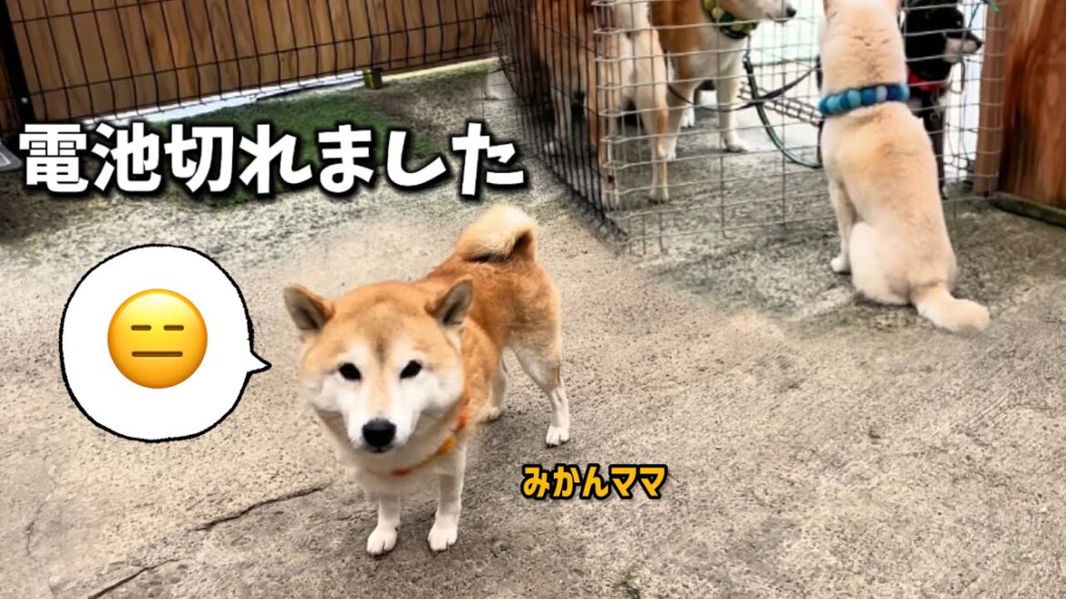 最近若返りに成功した柴犬最強ママだけどはしゃいだ後はずっと電池切れています…w 最近若返りに成功した柴犬最強ママだけどはしゃいだ後はずっと電池切れています...w