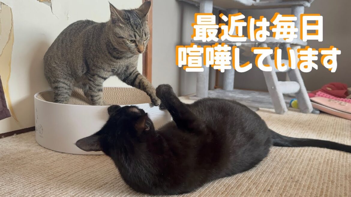 猫の喧嘩、いつも勝敗は決まってます(笑)【元保護猫】 猫の喧嘩、いつも勝敗は決まってます(笑)【元保護猫】