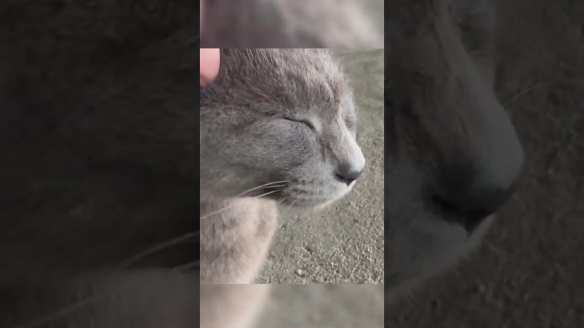 よすぎ　#shorts #ねこ #cat