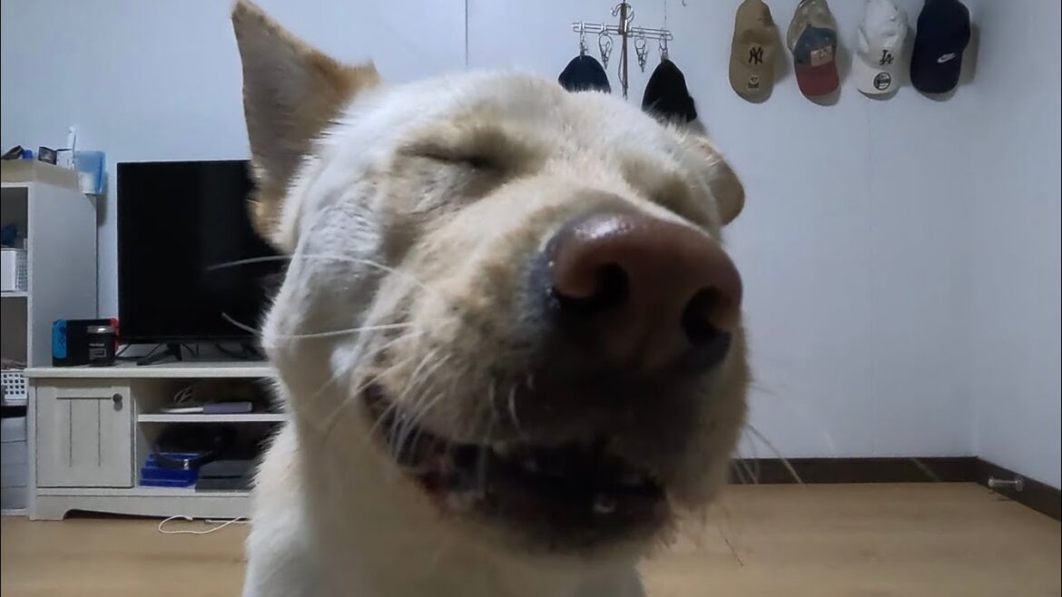 リンゴうめぇ〜