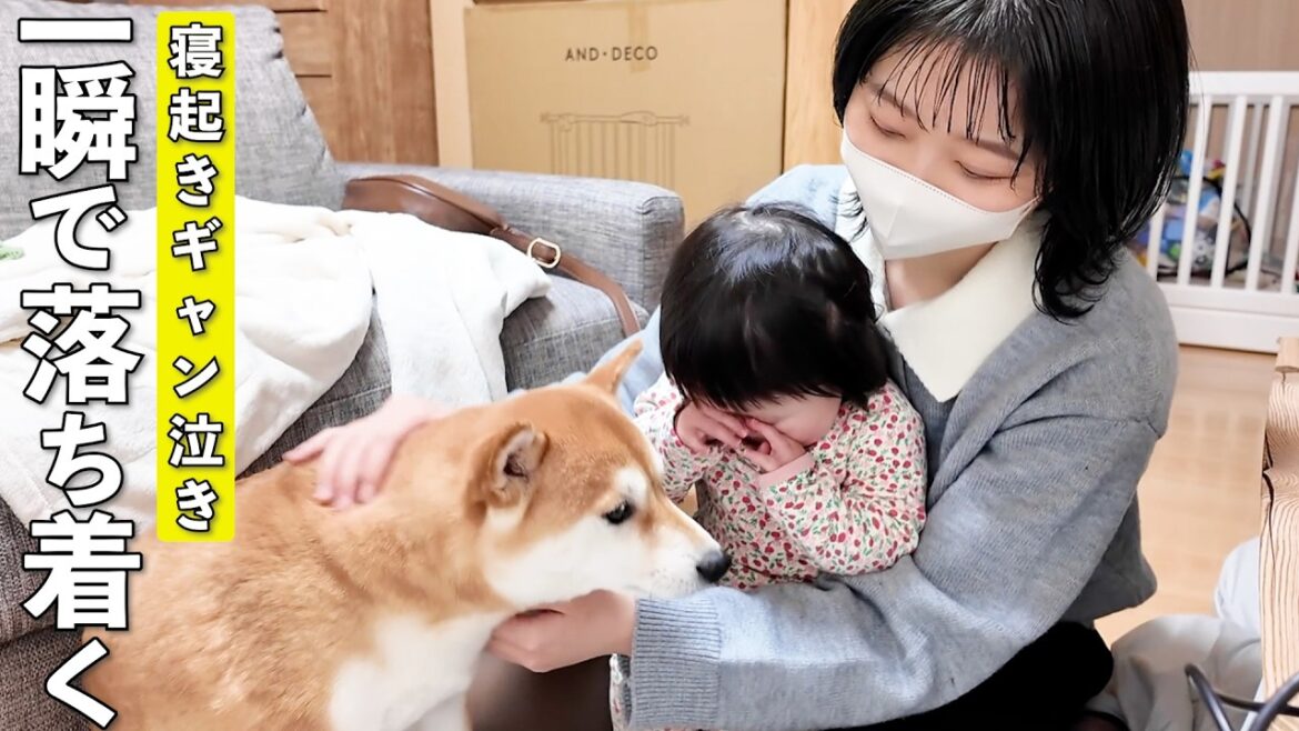 寝起きギャン泣きの1歳児を一瞬で落ち着かせる柴犬とママ