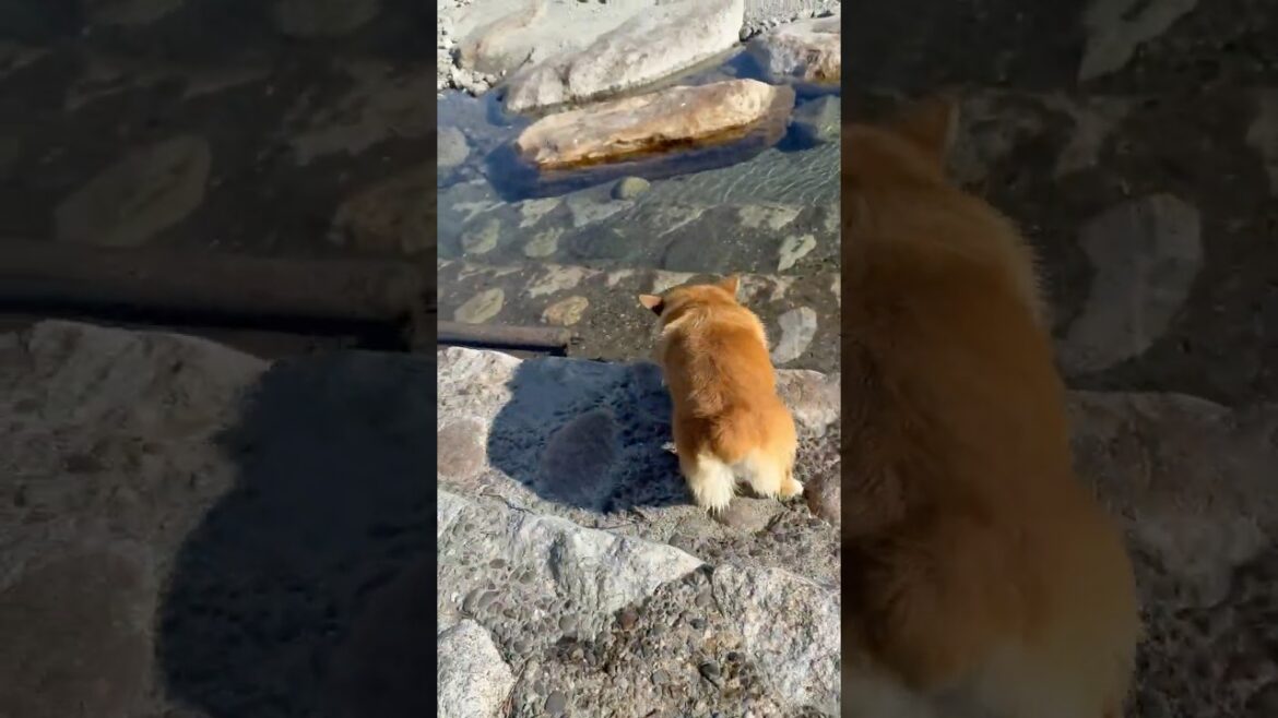 テンション高めで川へ入っていったコーギー / The Corgi excitedly entered the river #コーギー #corgi #サクラ