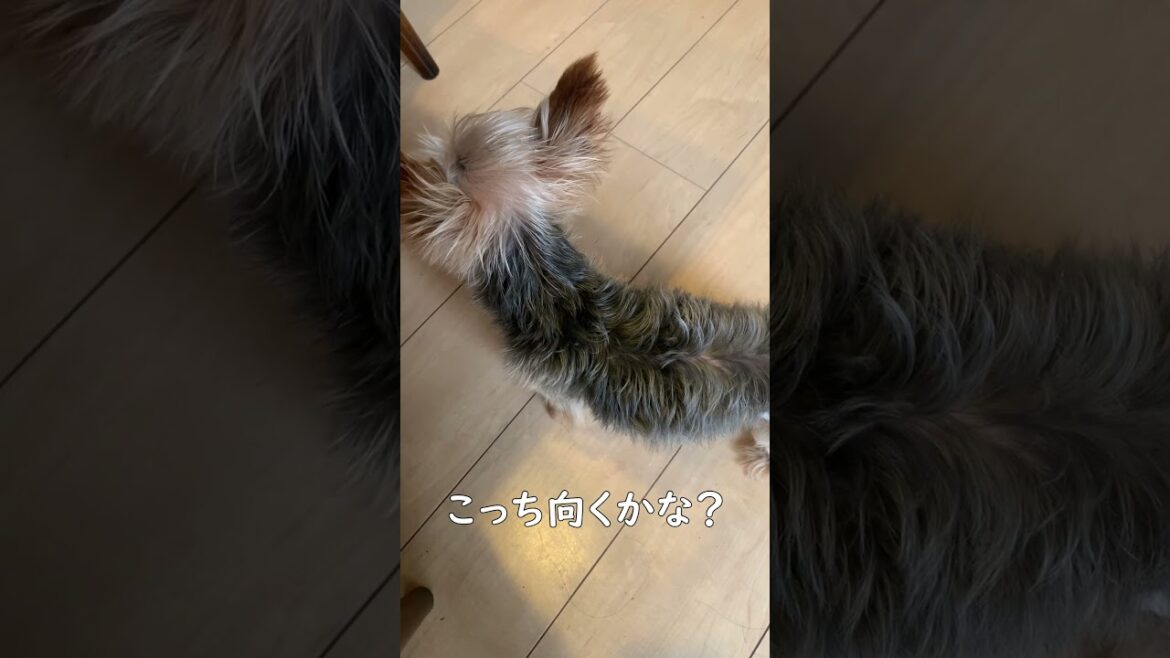 【愛犬あるある】こっち向くかな？