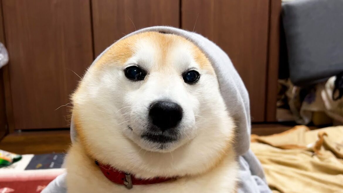 パーカーの試着がしっくりこない柴犬