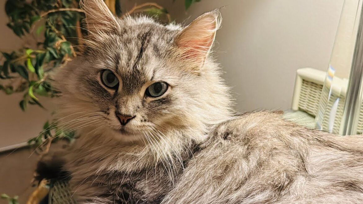 I can watch my beautiful cat all day I can watch my beautiful cat all day