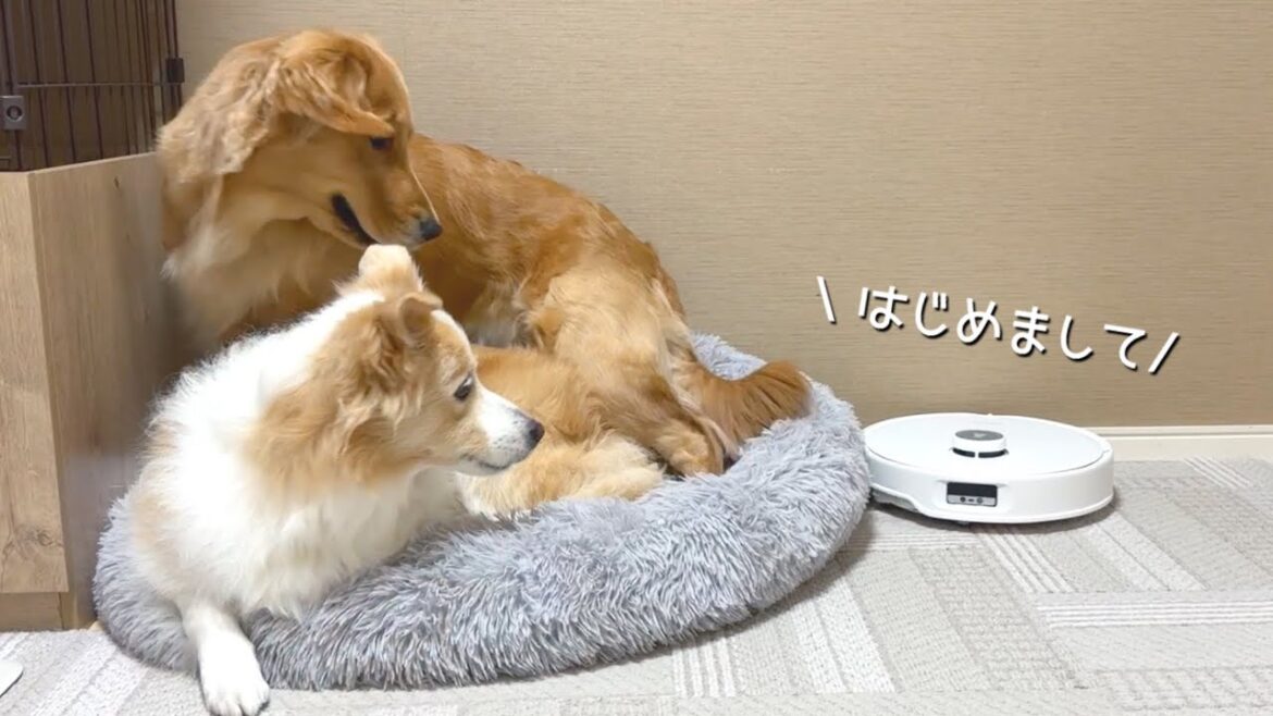 ロボット掃除機に追いやられ逃げ場を無くしてしまった犬がこうなりました…【ボーダーコリー•ゴールデンレトリバー】 ロボット掃除機に追いやられ逃げ場を無くしてしまった犬がこうなりました...【ボーダーコリー•ゴールデンレトリバー】