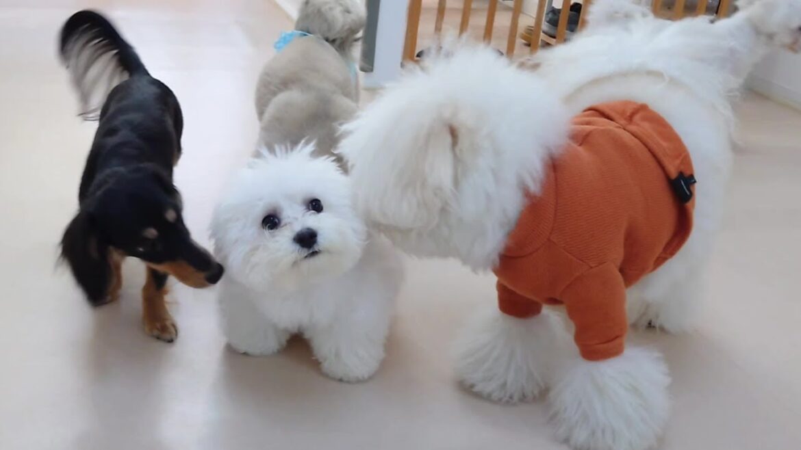 小さなビションフリーゼちゃん合流　🐶ひみつきちなう！①🐶  2025年3月9日