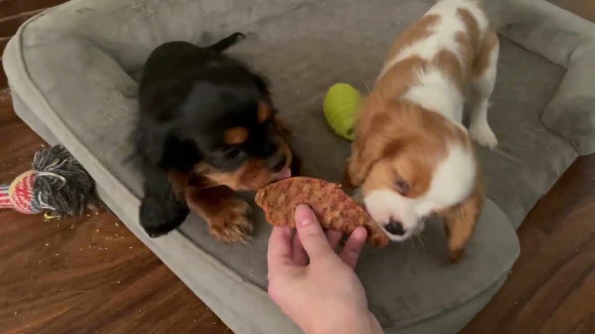 Mocha and Amelia are tricked into posing for a thumbnail Mocha and Amelia are tricked into posing for a thumbnail