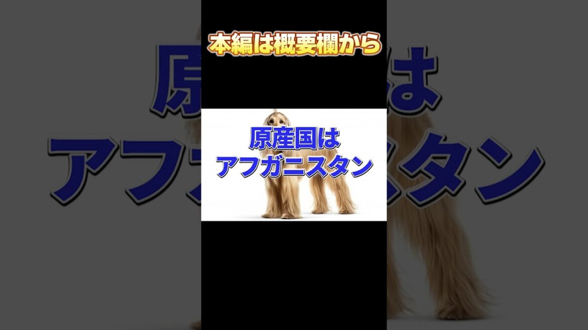 【本編は概要欄から】「アフガンハウンドの優雅な魅力！気品あふれる美しきハンター」_#世界の犬猫動物CH_#shorts