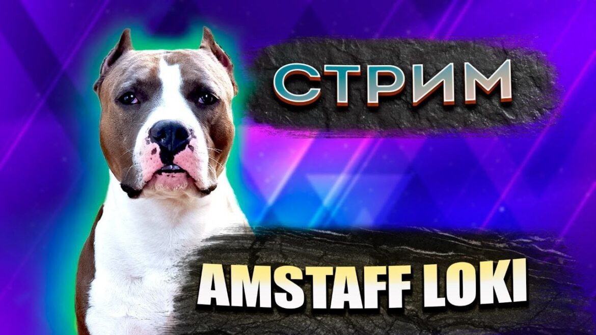 Стрим! #122 РОЗЫГРЫШ