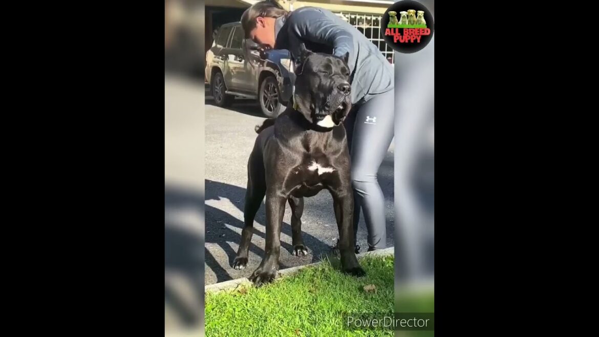 Cane Corso | Italian Mastiff | TUC | cane corso vs dogo argentino, cane corso vs pitbull | shorts