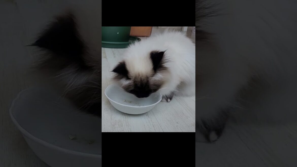 Cats Eating Snacks #shorts
