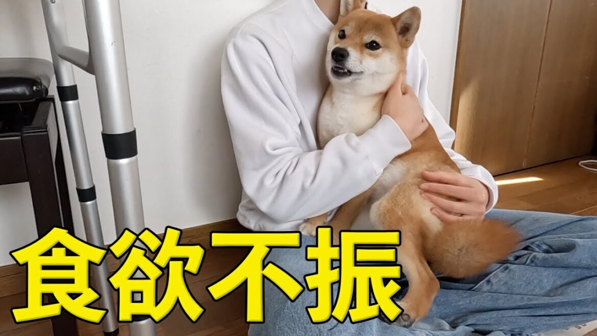 食欲不振な日の解決策　柴犬小夏