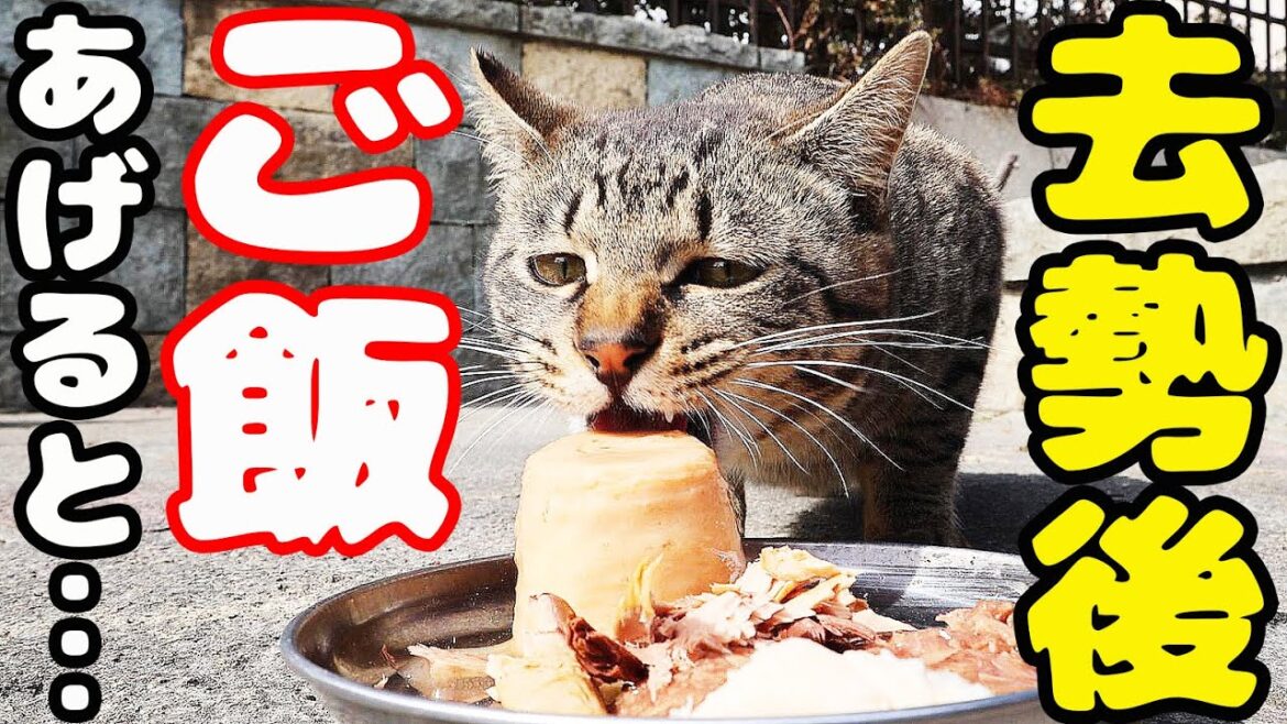 去勢手術後の猫にご飯をあげにいくと・・・ さくらねこへの給餌 タイガくん 去勢手術後の猫にご飯をあげにいくと・・・ さくらねこへの給餌 タイガくん