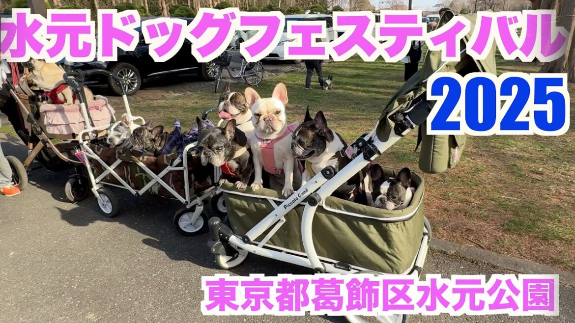水元ドッグフェスティバル2025 【 フレンチブルドッグ french_bulldog 】 私のような者にもフアンがいてくれた！ くうたろう君登場！