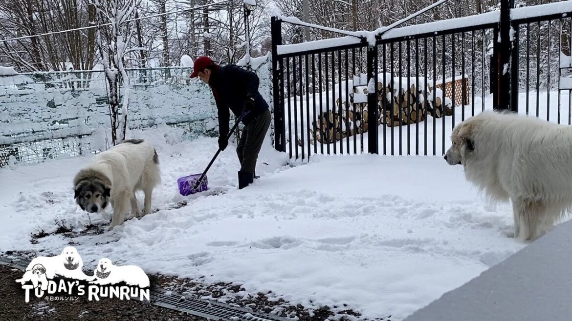 雪かきをするお父さんから離れずずっと警護したアランとベルです　Great Pyrenees　グレートピレニーズ