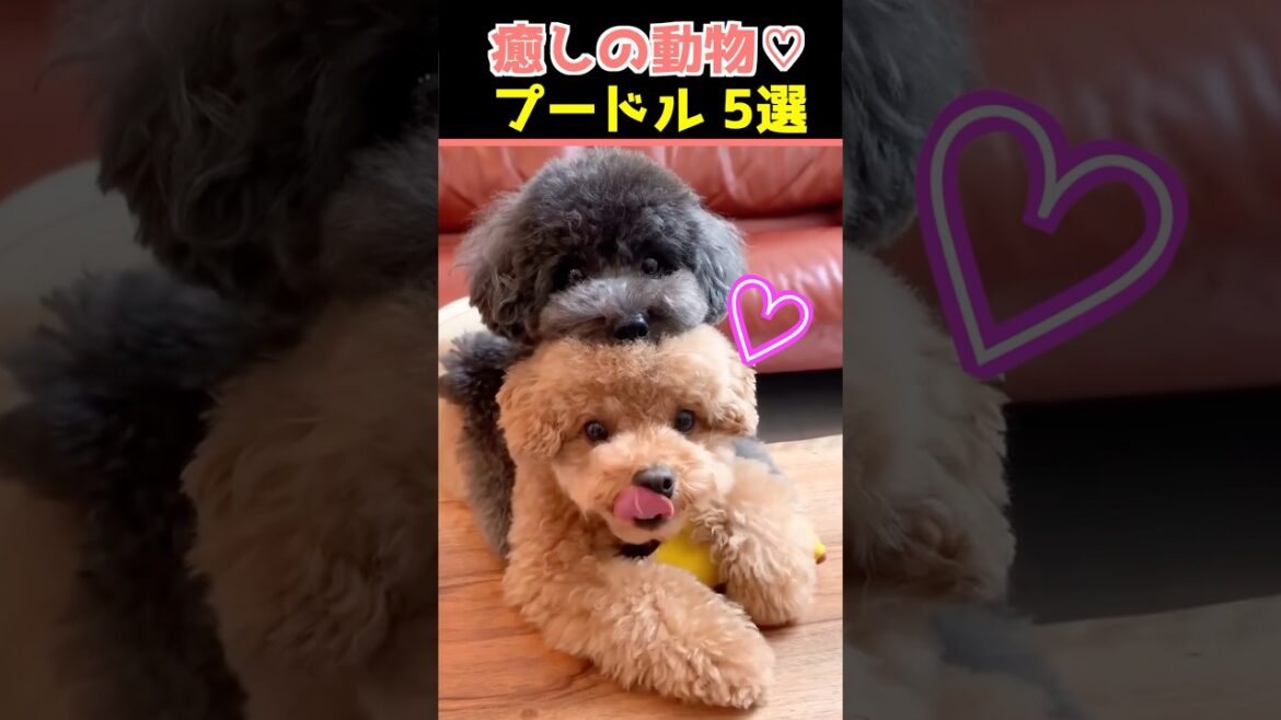 【癒しのプードル】SNSでバズった動物かわいい犬動画５選！【Healing Poodle】5 Adorable Dog Videos That Went Viral on Social Media!