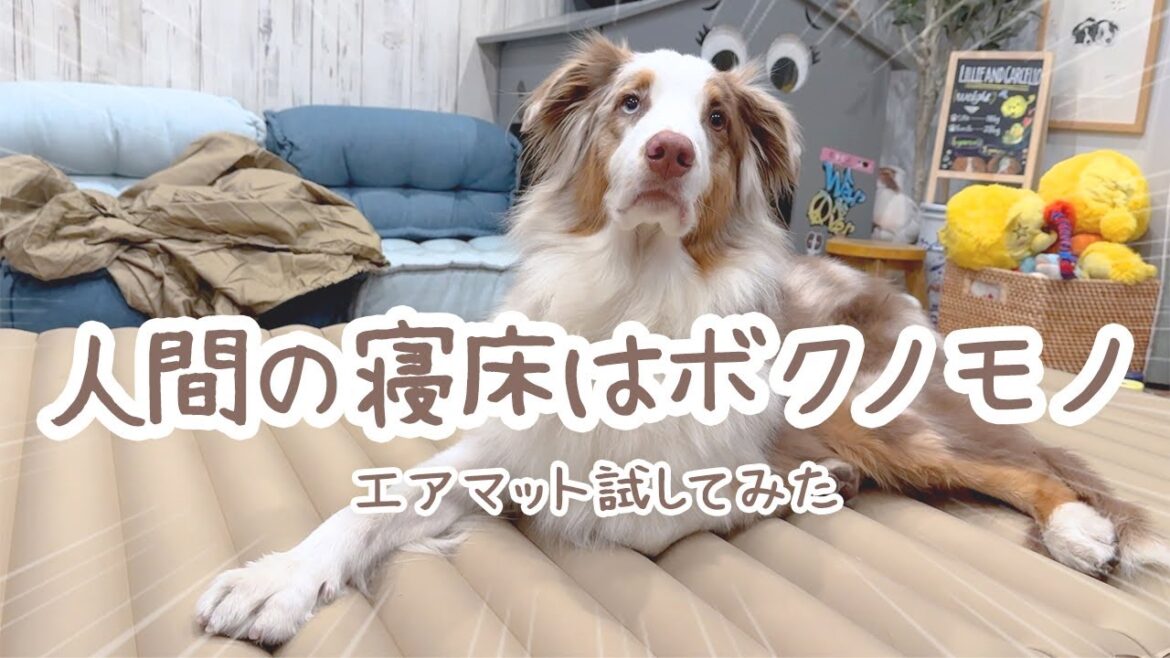 旅先で使用する新しい寝床を購入したので紹介します🎶【ボーダーコリー・オーストラリアンシェパード】
