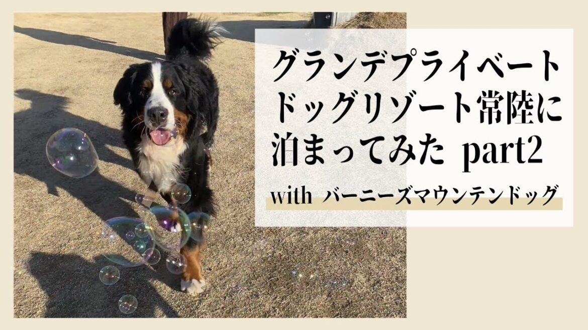 超大型犬・オリバーがグランデ プライベート ドッグリゾート常陸に泊まってみた！第２弾【バーニーズマウンテンドッグ】