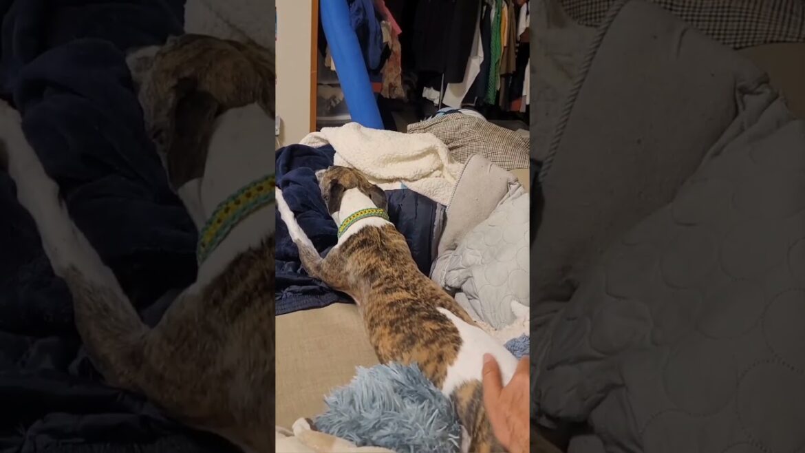 「揺れる想い」ウィペットのカイトおじさん。 Whippet Dog KAITO ZARD FUKUOKA JAPAN