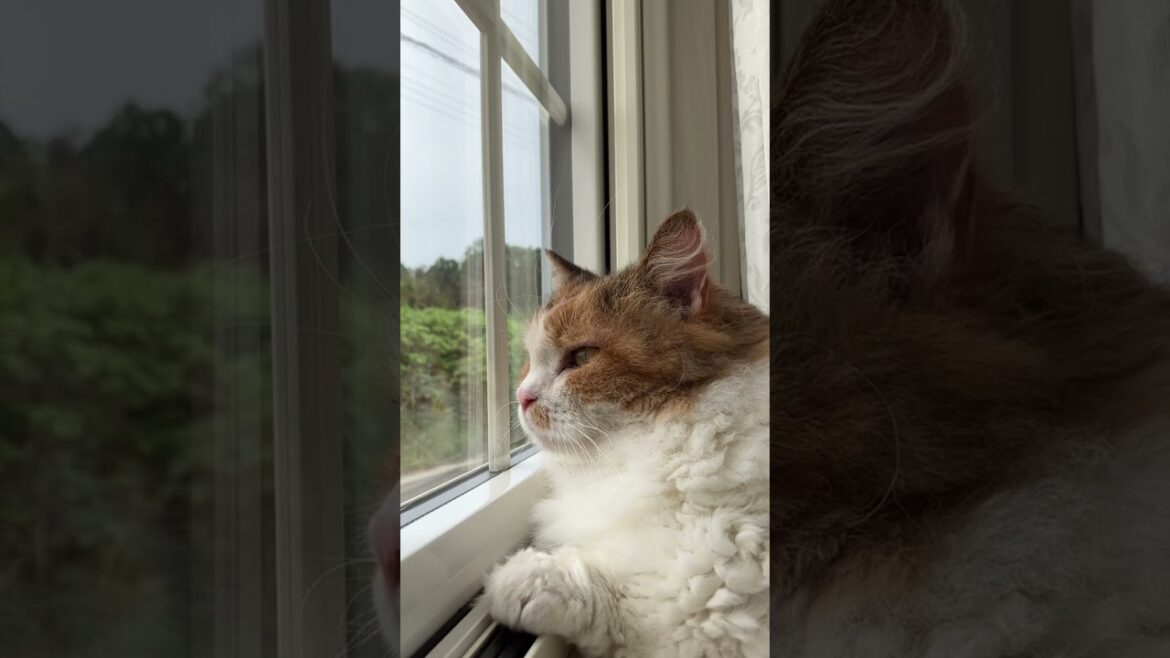 窓の外を見つめる猫のネネちゃん