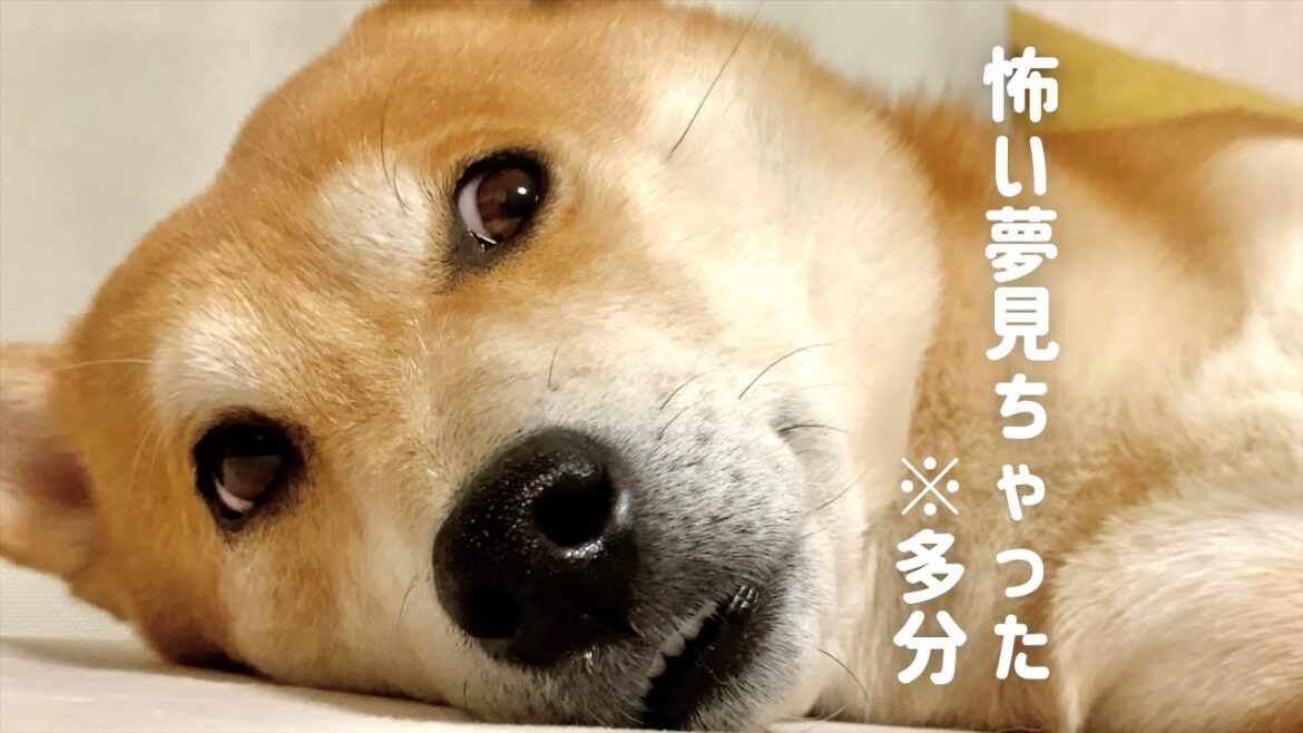 揉まずにはいられない柴犬が散歩に疲れ怖い夢を見ちゃった（多分）