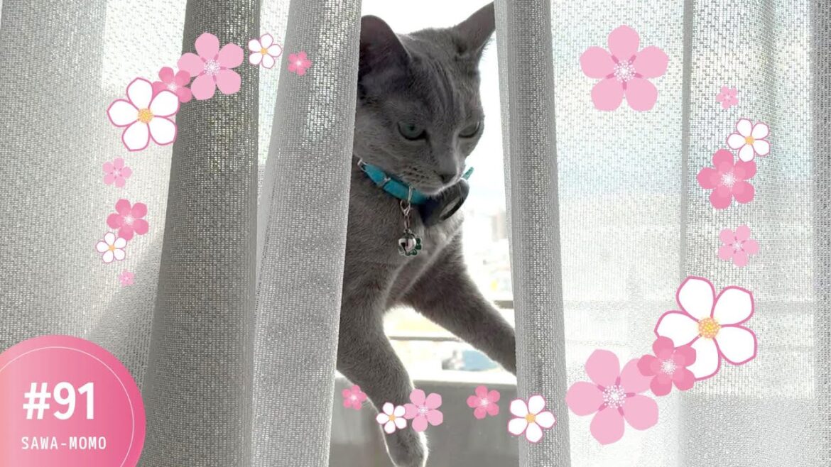 家の中で一番よく登る場所