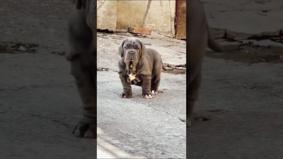 Neapolitan Mastiff #neapolitanmastiff #neapolitanmastiffindia #doglover #dogbreed #dog #trending