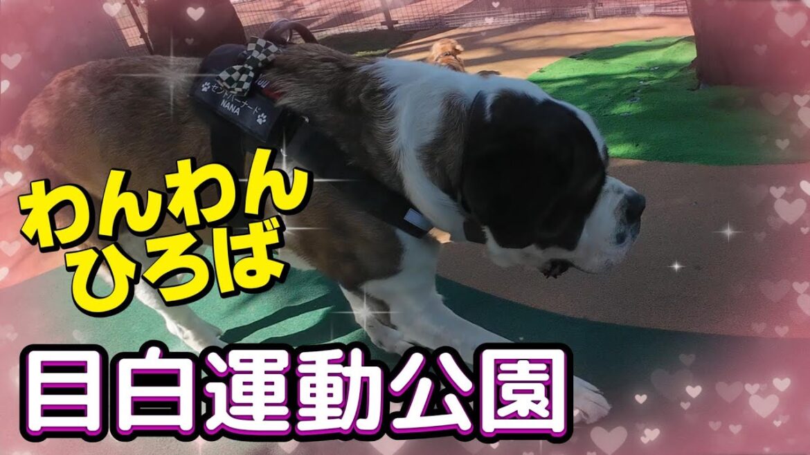 【超大型犬セントバーナードＮＡＮＡ】ようやく晴れたある日★いたずらレオン★２００回目★