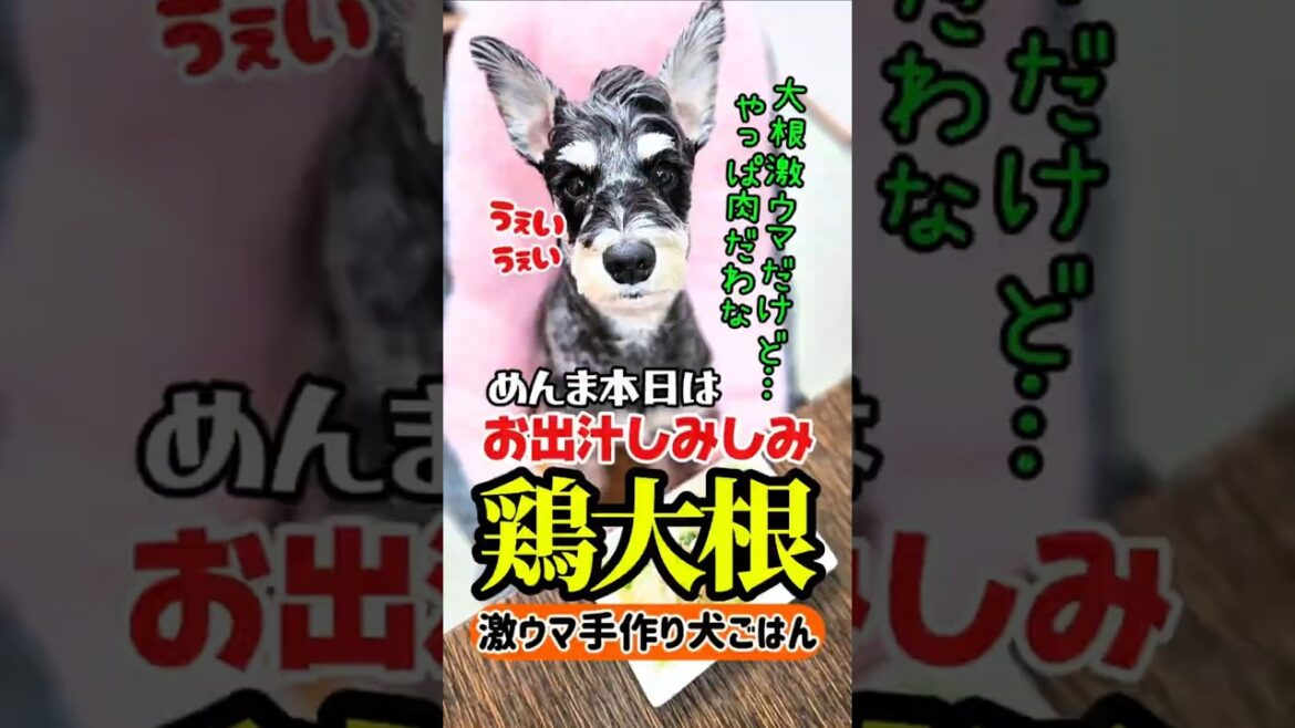 お出汁しみしみ鶏大根!めんま本日の激ウマ手作り犬ごはん!【ミニチュアシュナウザー】#めんまのへや#わんこごはん#犬のいる生活 お出汁しみしみ鶏大根!めんま本日の激ウマ手作り犬ごはん!【ミニチュアシュナウザー】#めんまのへや#わんこごはん#犬のいる生活