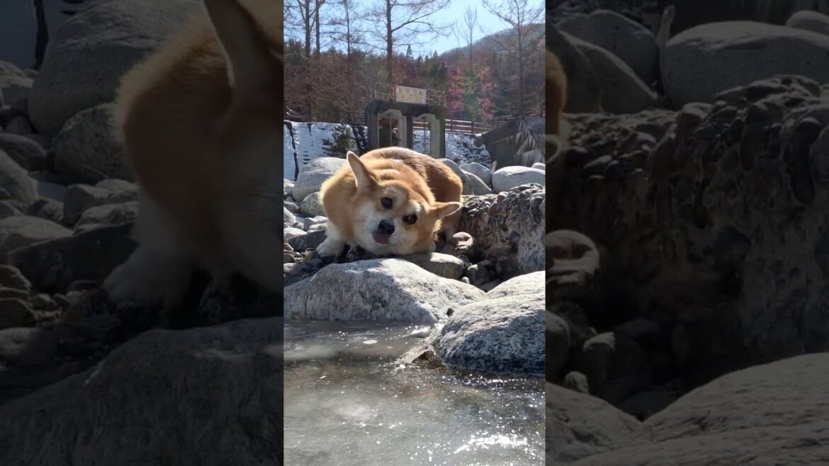 石ころにスリスリしているコーギー / The Corgi is rubbing the stones #コーギー #corgi #サクラ