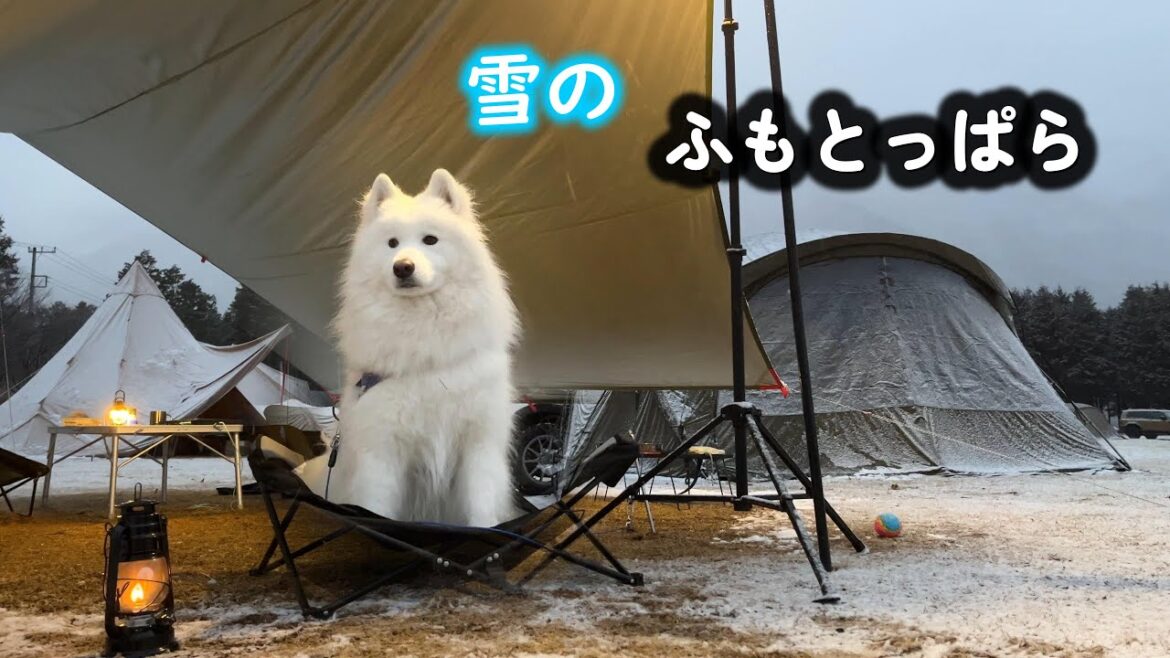 サモエドと雪の中でキャンプ。暖かい笑顔を見せてくれるムンしゃんが最高にかわいい～ふもとっぱらキャンプ場～