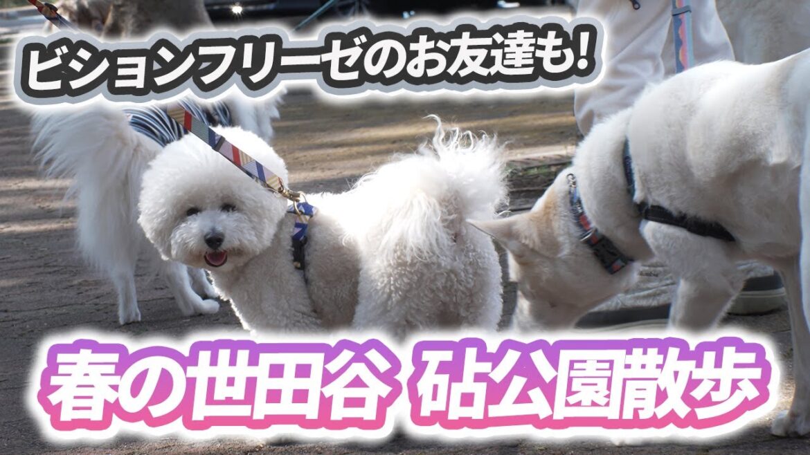 【ビションフリーゼ】春の砧公園でお友達とお散歩してきたよ