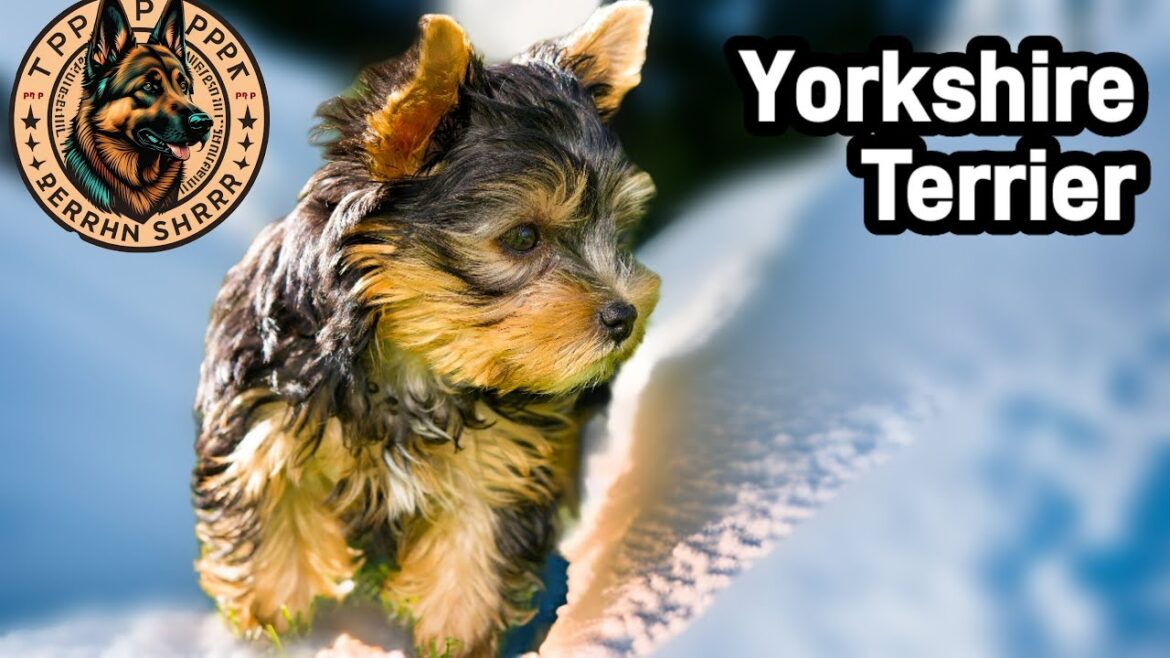 Yorkshire Terrier: La joya del Yorkshire 🇬🇧 | Cap.60- Razas del Mundo