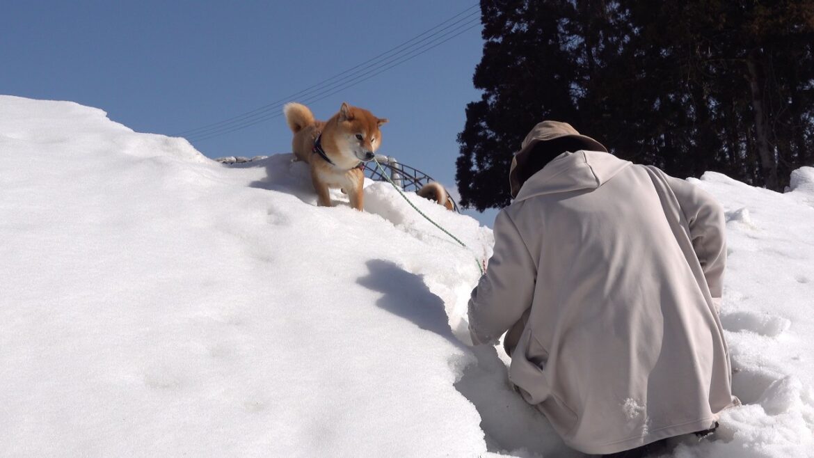 除雪されてない雪道で奮闘する柴犬!予期せぬアクシデントが発生!? 除雪されてない雪道で奮闘する柴犬!予期せぬアクシデントが発生!?