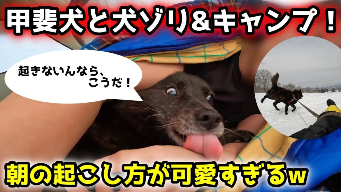 甲斐犬とキャンプ&雪山で犬ゾリ！【ねぎま鍋とタンドリーチキン】【第１話】