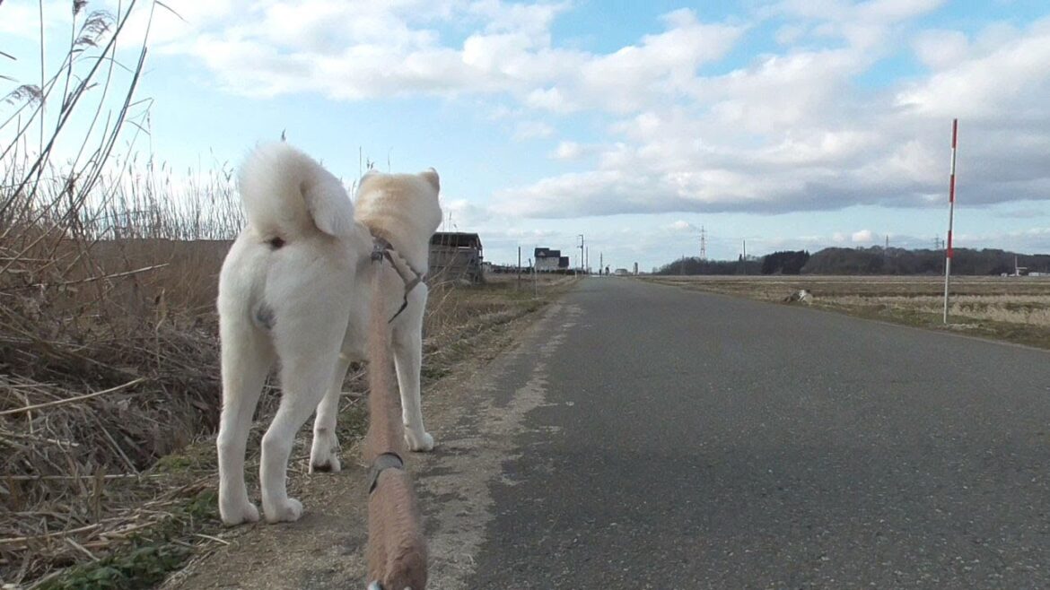 【秋田犬ゆうき】秋田だけに秋田犬とはよく遭遇するので吠えてしまい飼い主に叱られる【akita dog】