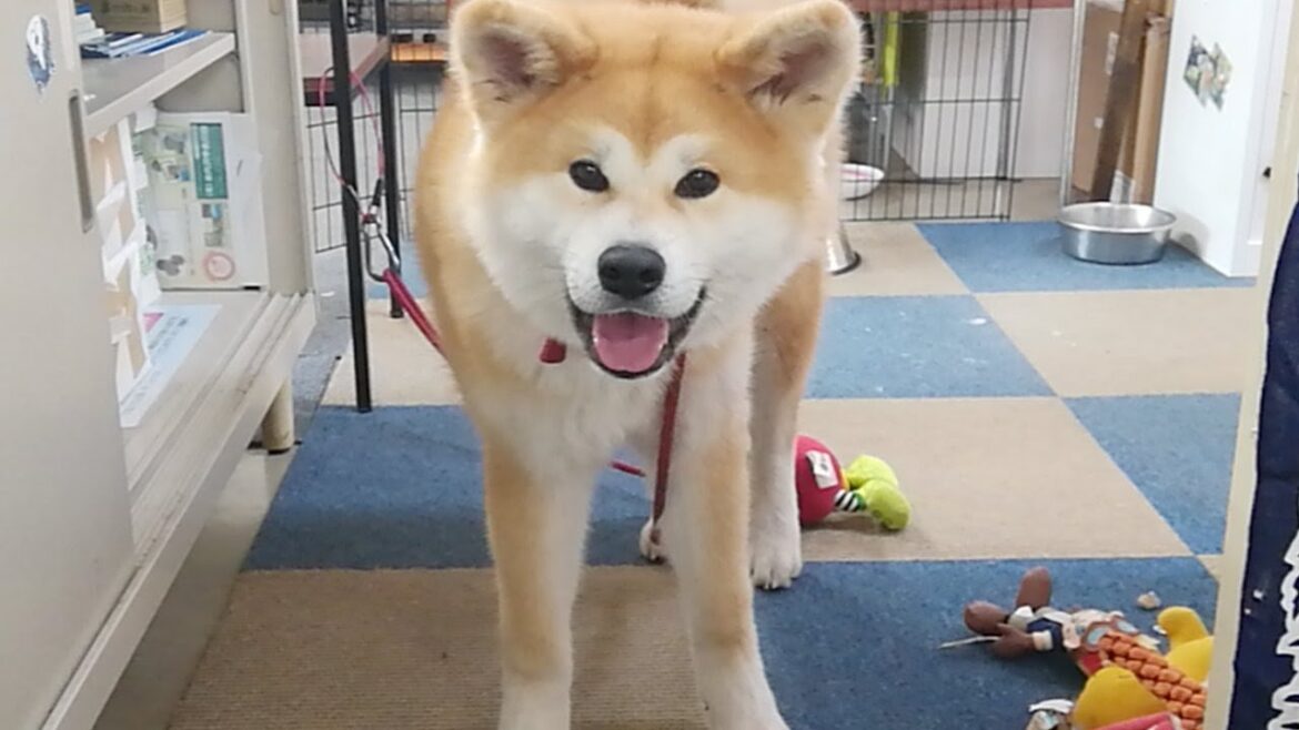 ひめちゃん配信！