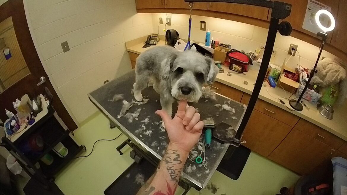 Schnauzer gets his first haircut from me. Dog Grooming POV ASMR tutorial