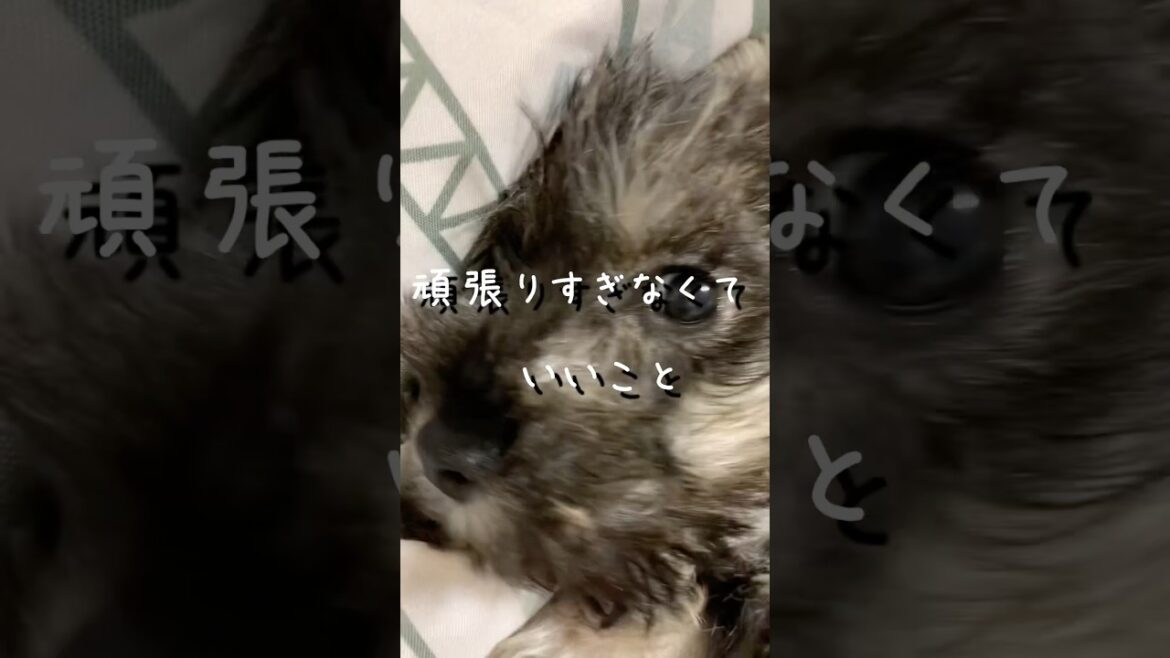 【ミニチュアシュナウザー】【1分間でスッと心に入る】レミオが選ぶ最強の名言#ミニシュナ部  #名言集 #格言集 #言霊の力 #いぬとの暮らし #備忘録