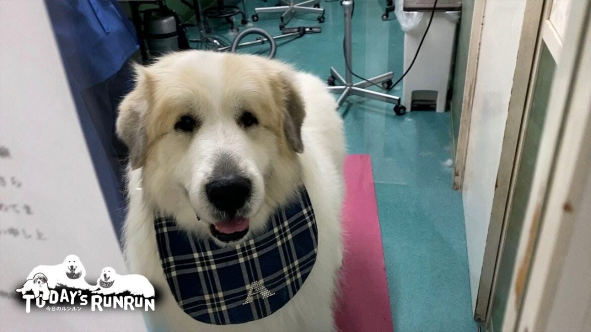 シャンプーへ行き雪のように真っ白になったアランです　Great Pyrenees　グレートピレニーズ